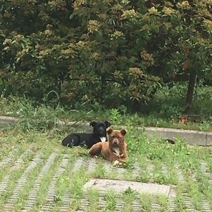 Meet your Posher, Ding